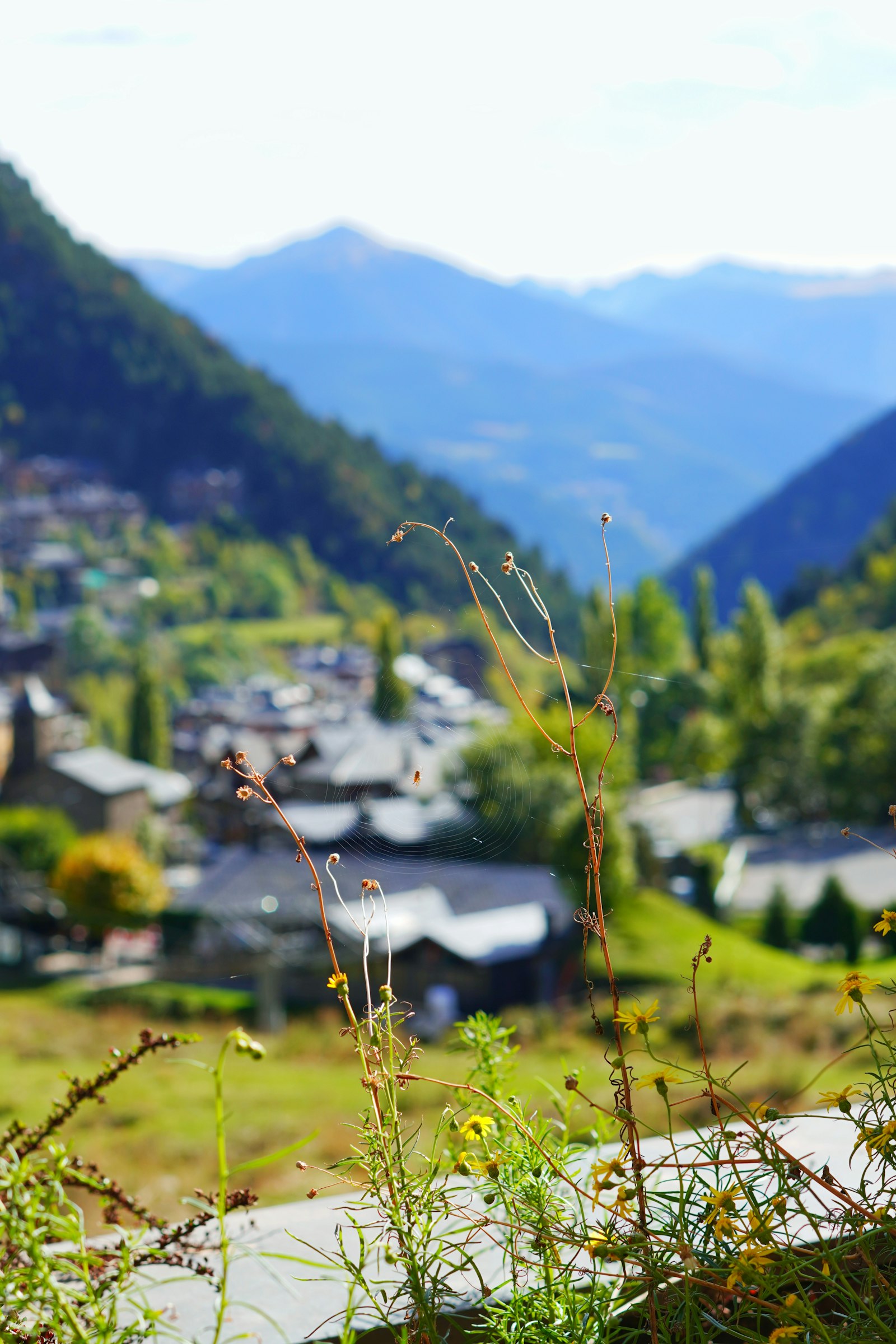 Vallée pyrénéenne au matin avec sommets enneigés